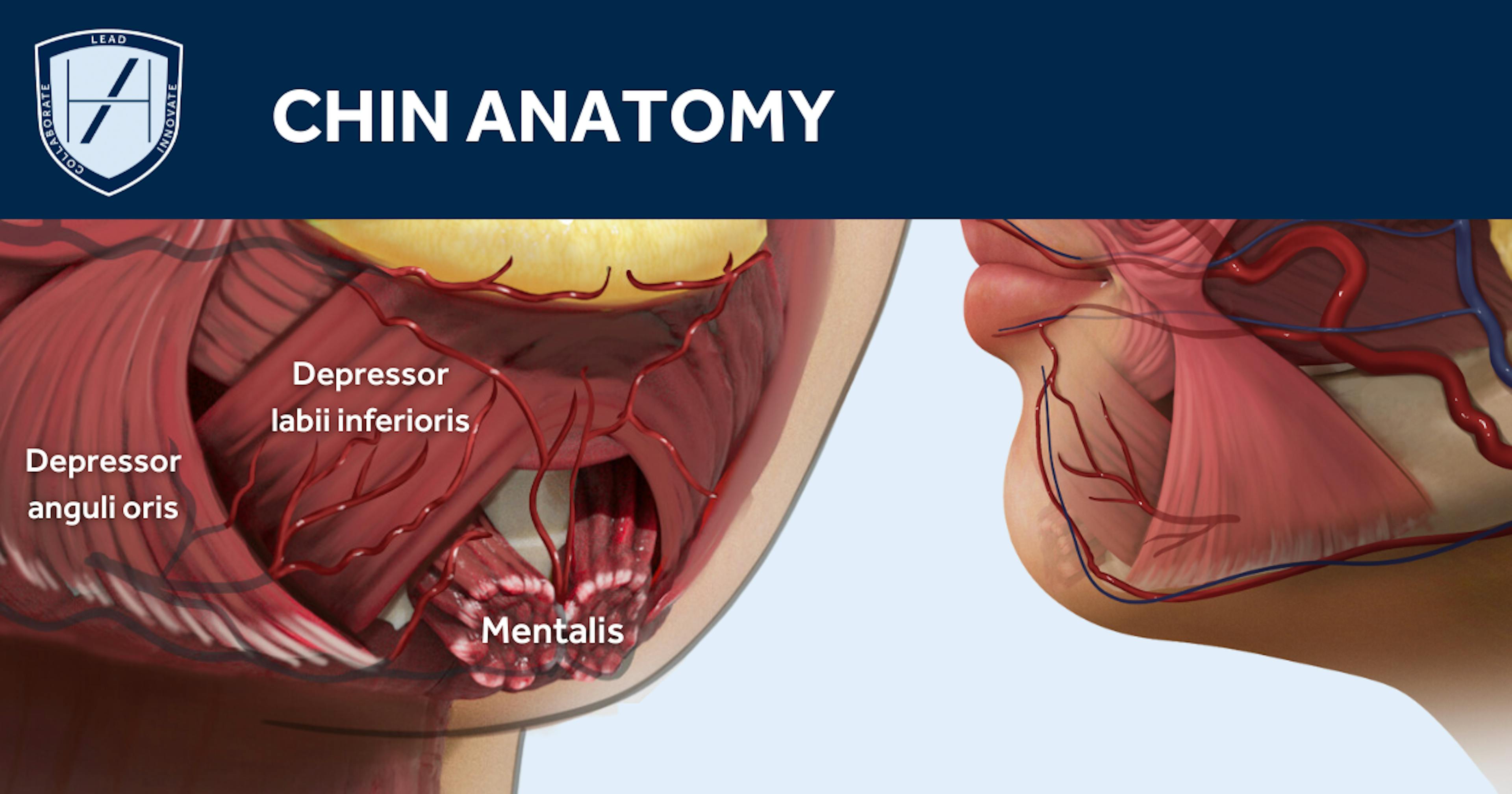 Chin botox facial anatomy diagram