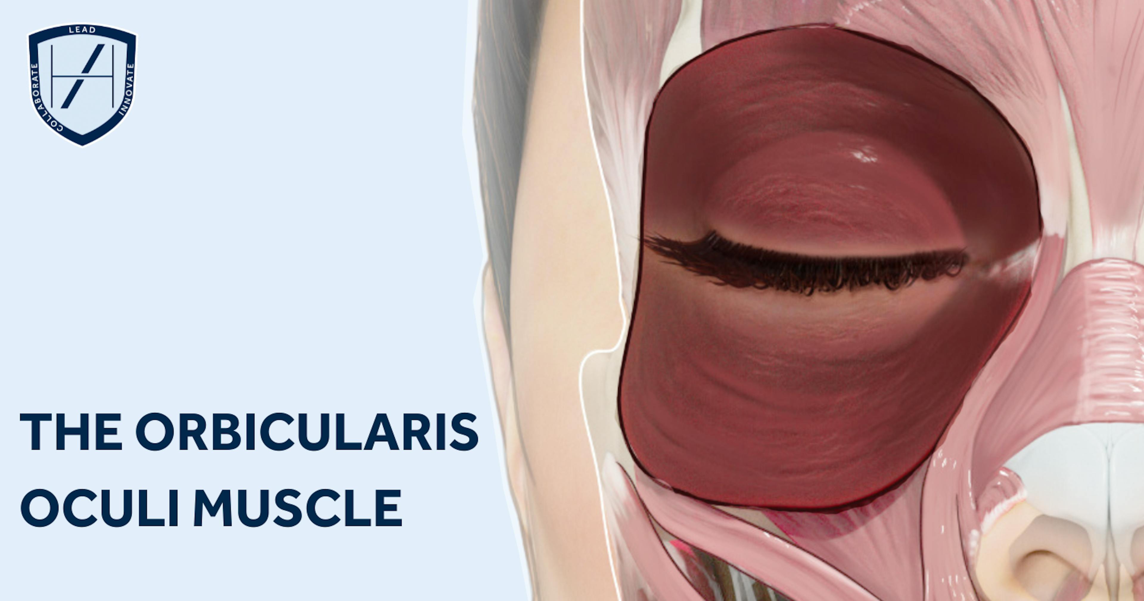 Diagram of the orbicularis oculi muscle