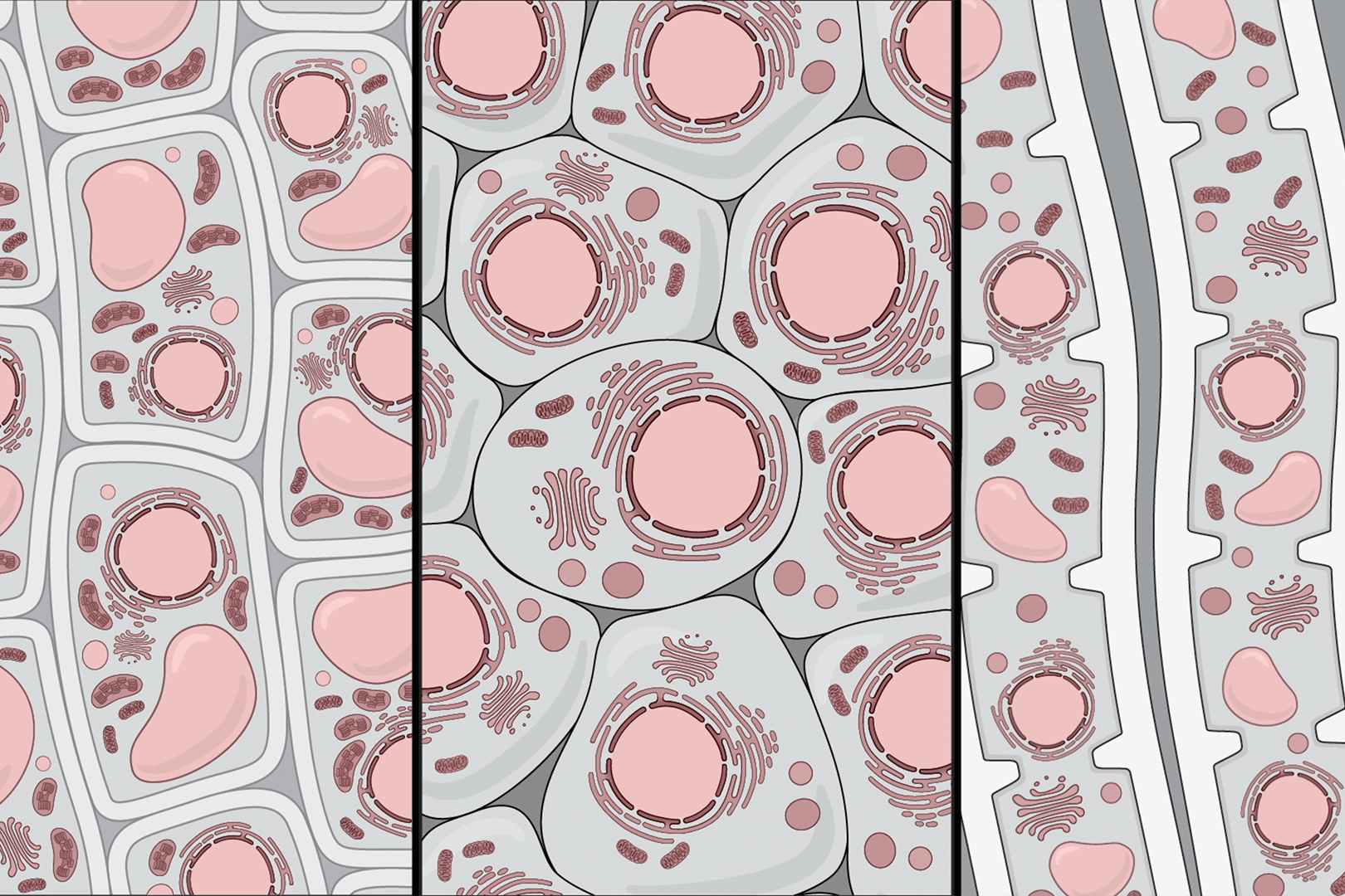 A drawing of human cells