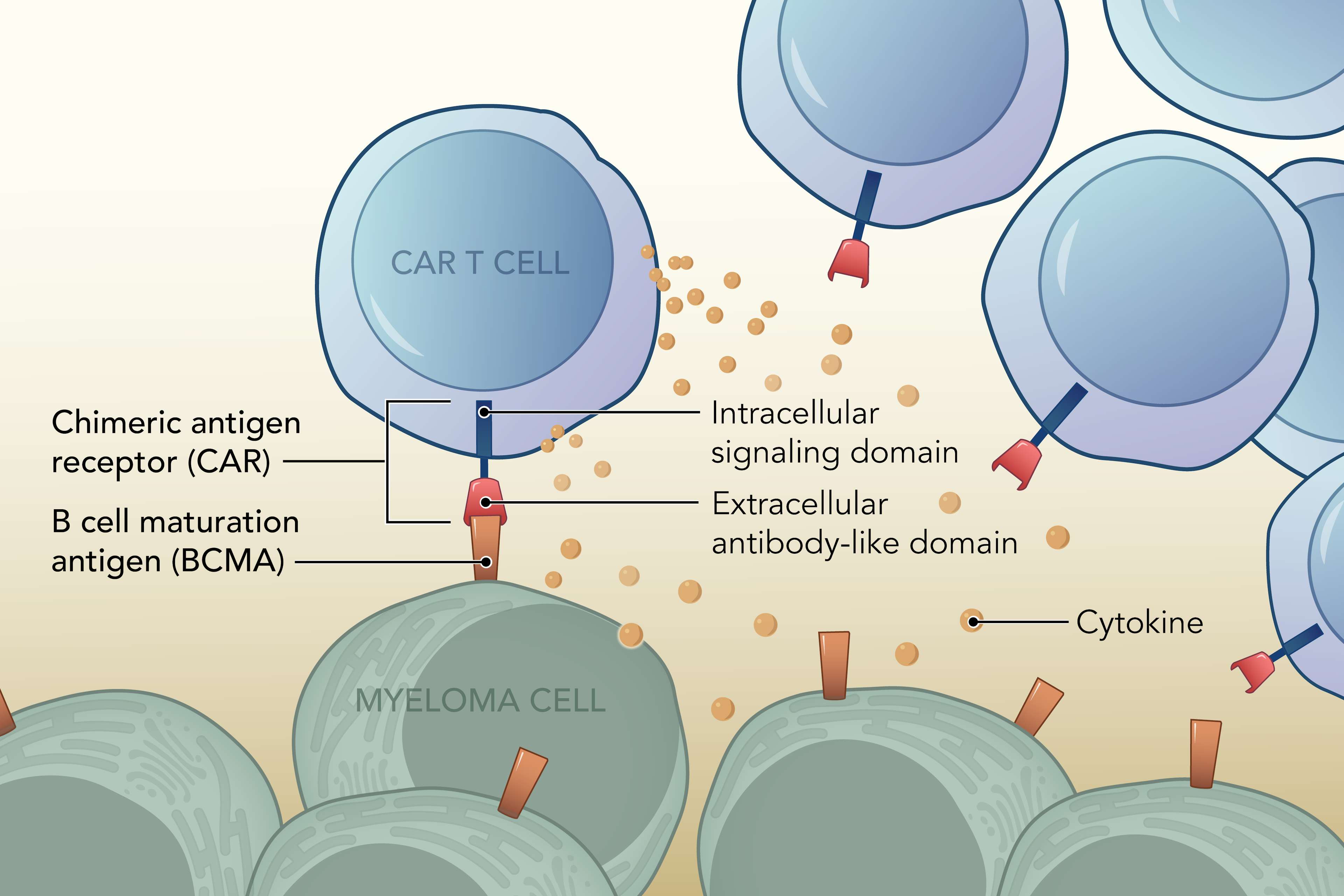 Drawing showing Car T and Myeloma cells