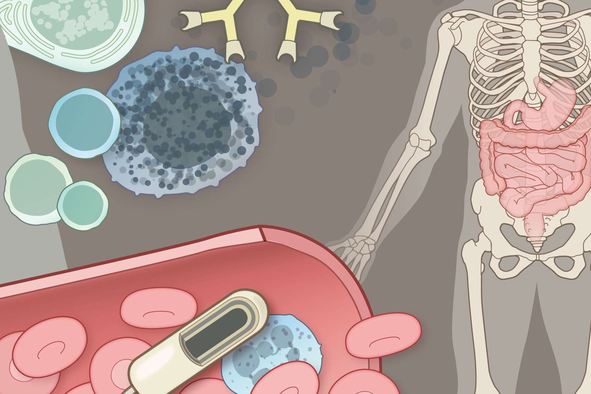 drawing showing a human body and blood cells