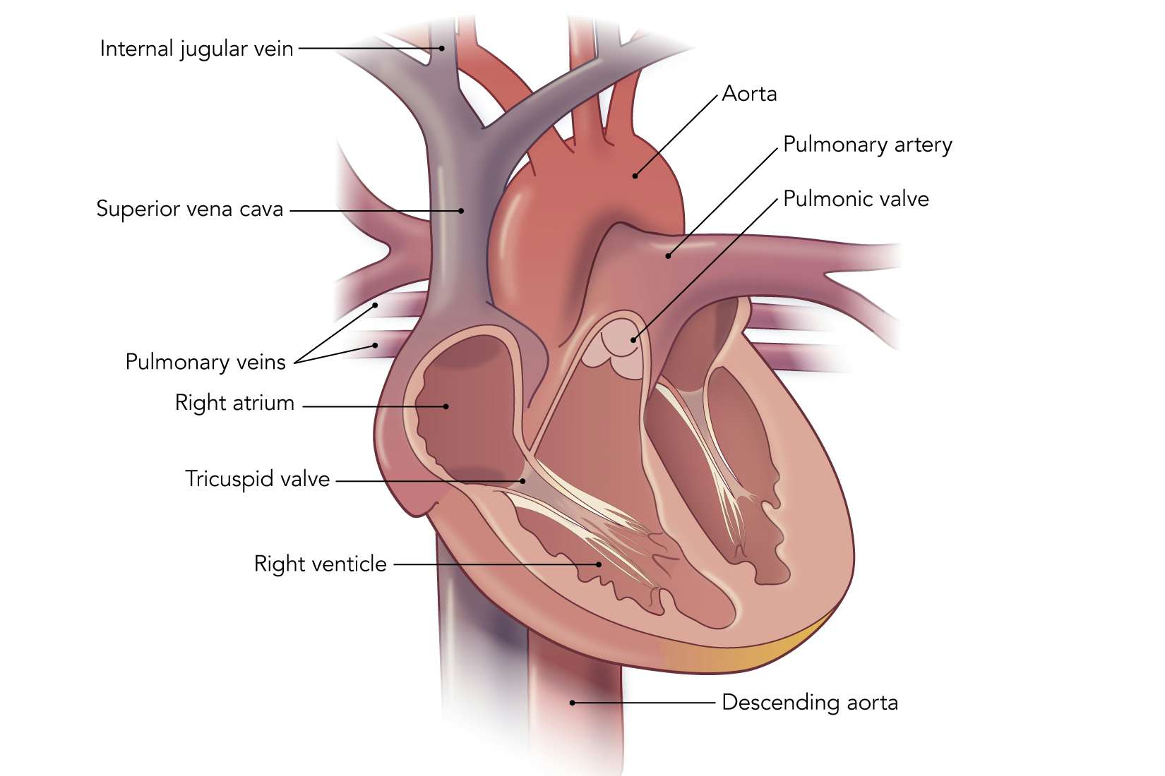 Drawing of a human heart, labeling the different parts