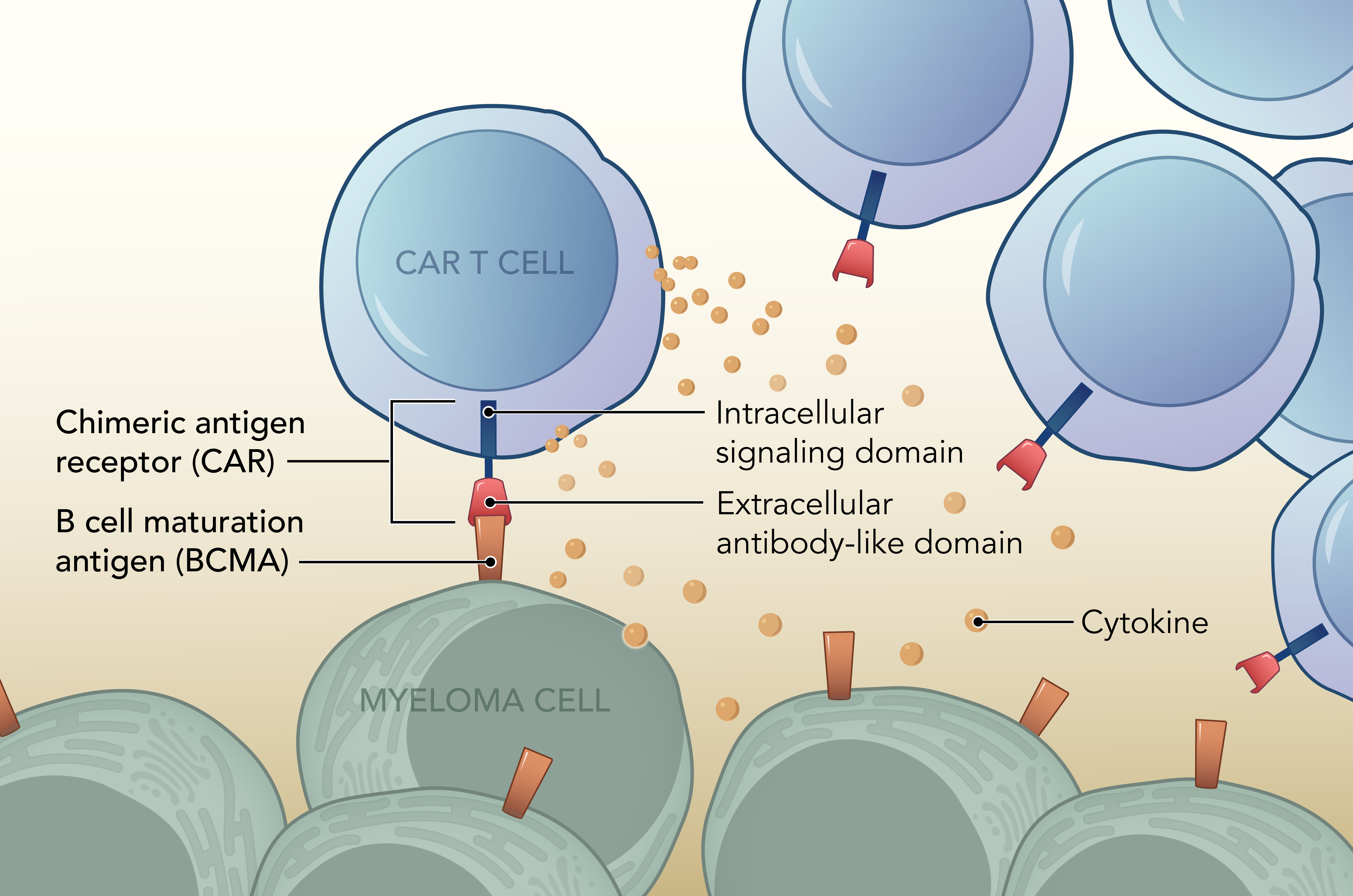 Drawing showing Car T and Myeloma cells