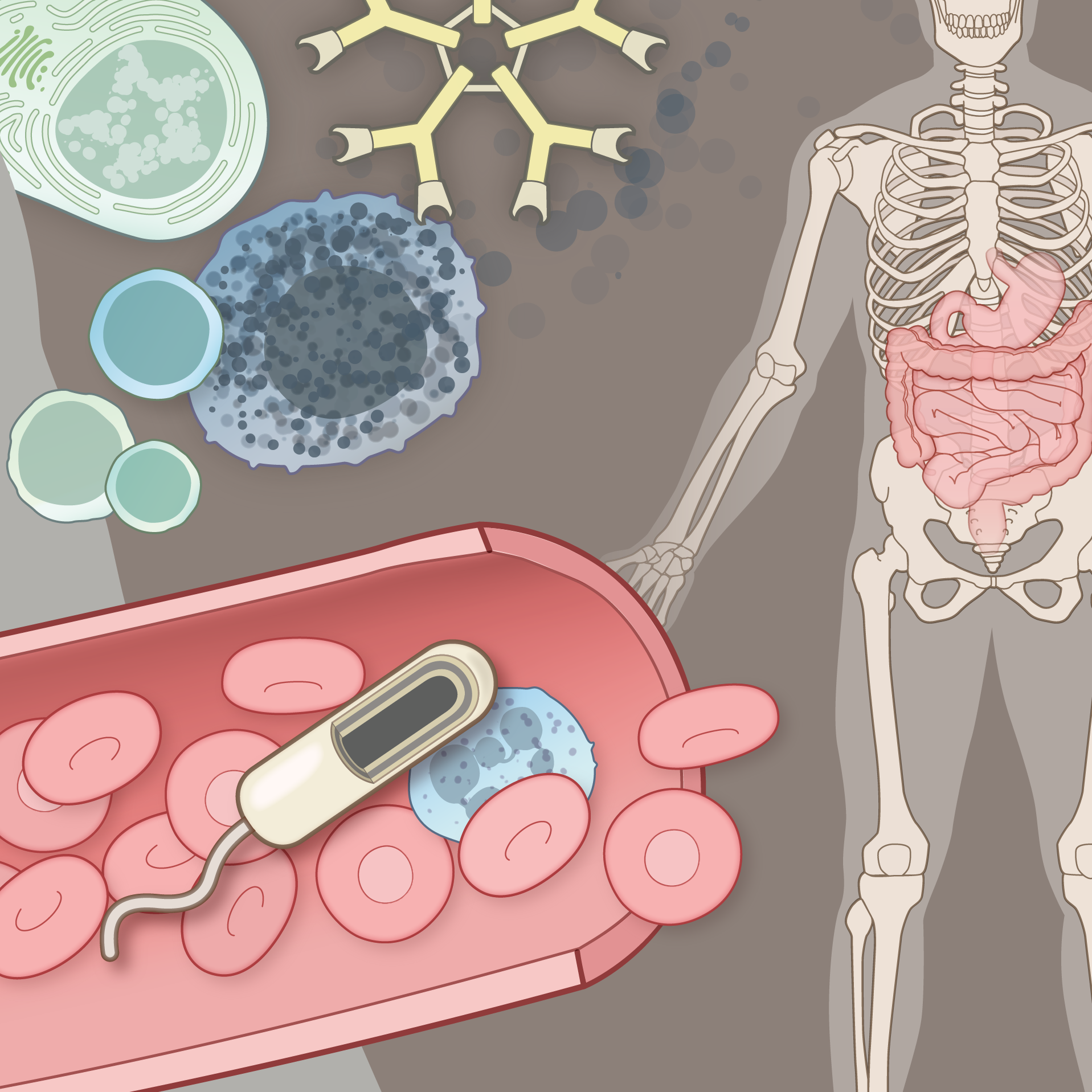 drawing showing a human body and blood cells