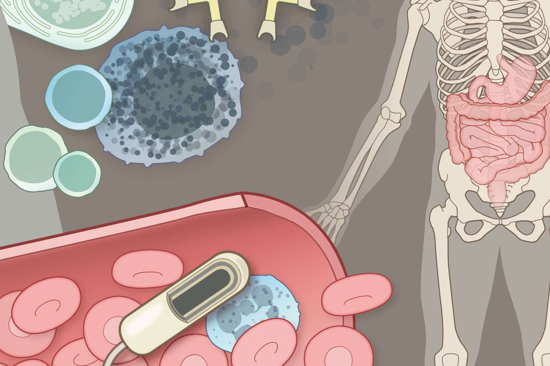drawing showing a human body and blood cells
