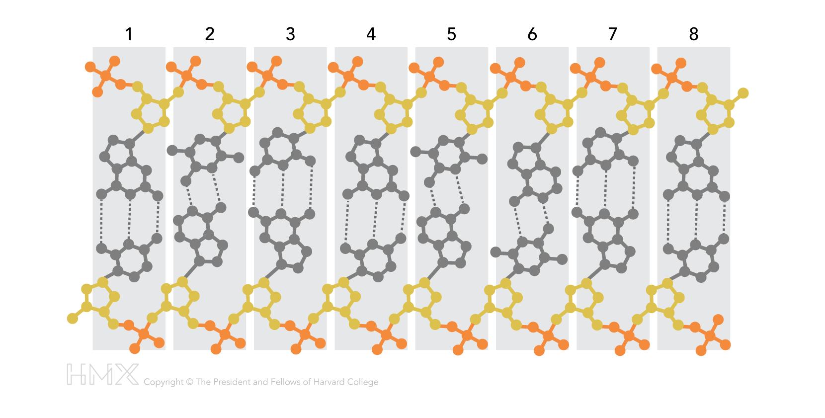 drawing of human chromosomes