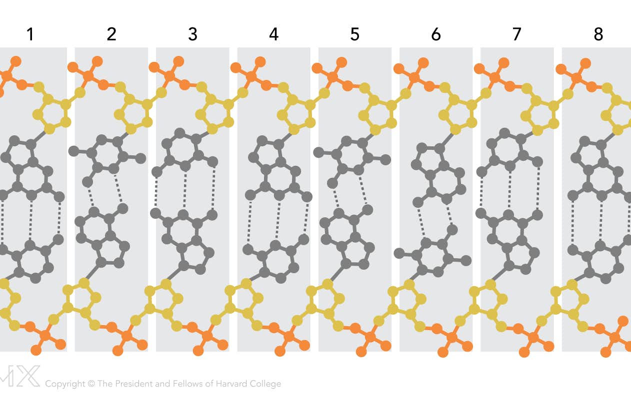 drawing of human chromosomes
