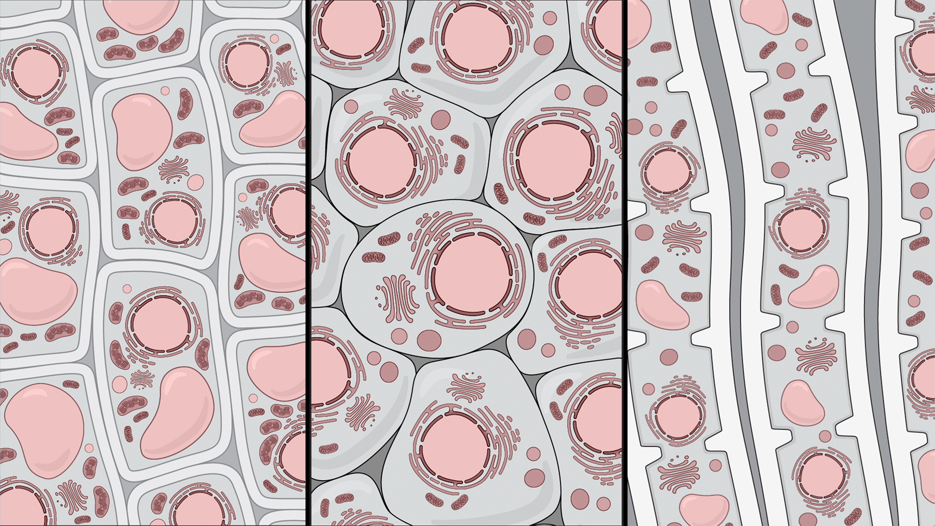 A drawing of human cells