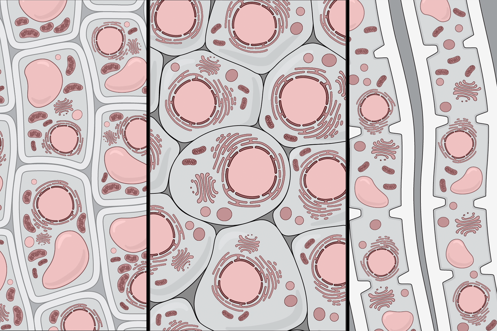 A drawing of human cells