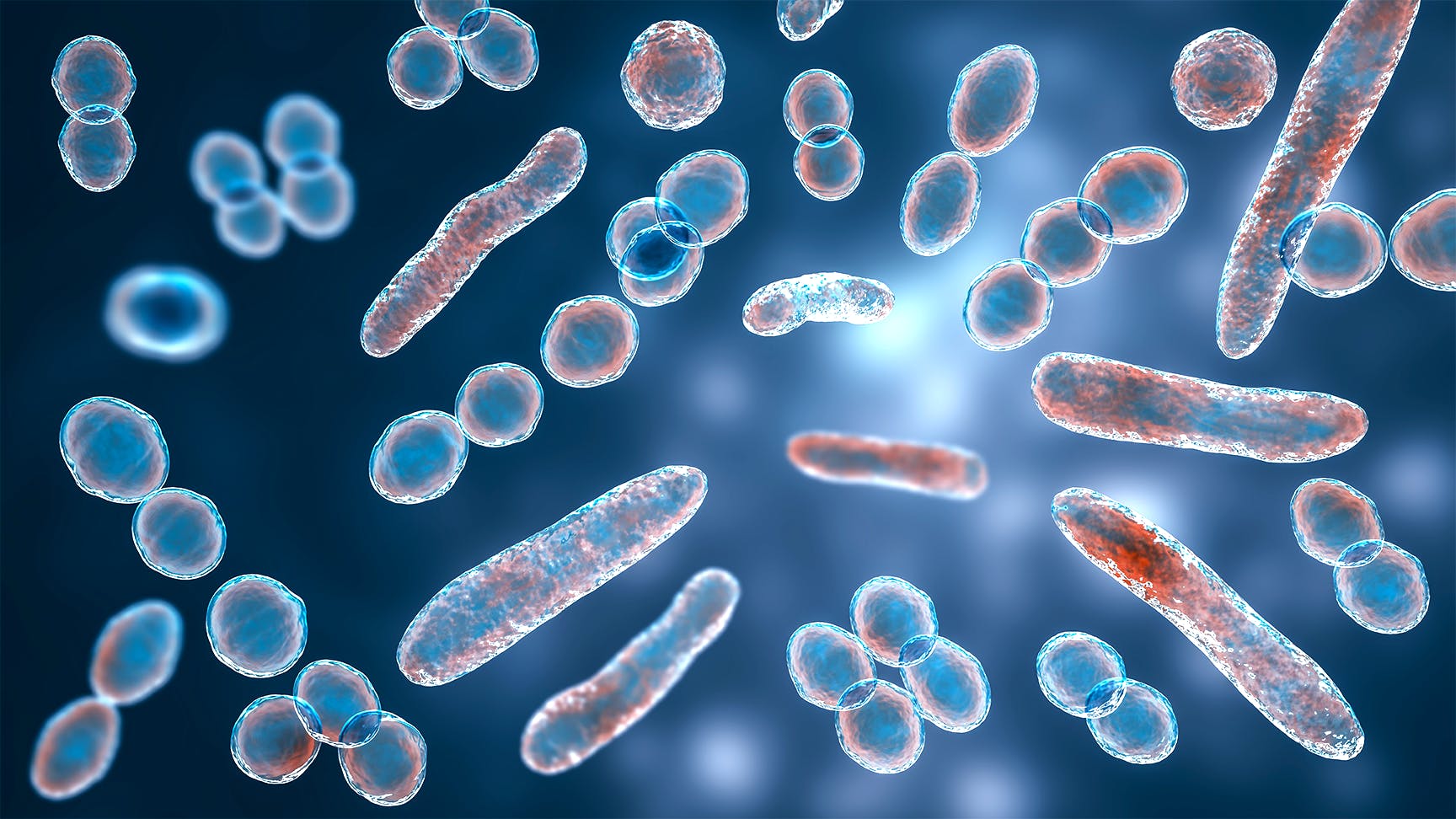 La dysbiose - Marqueurs cellulaires de l'âge