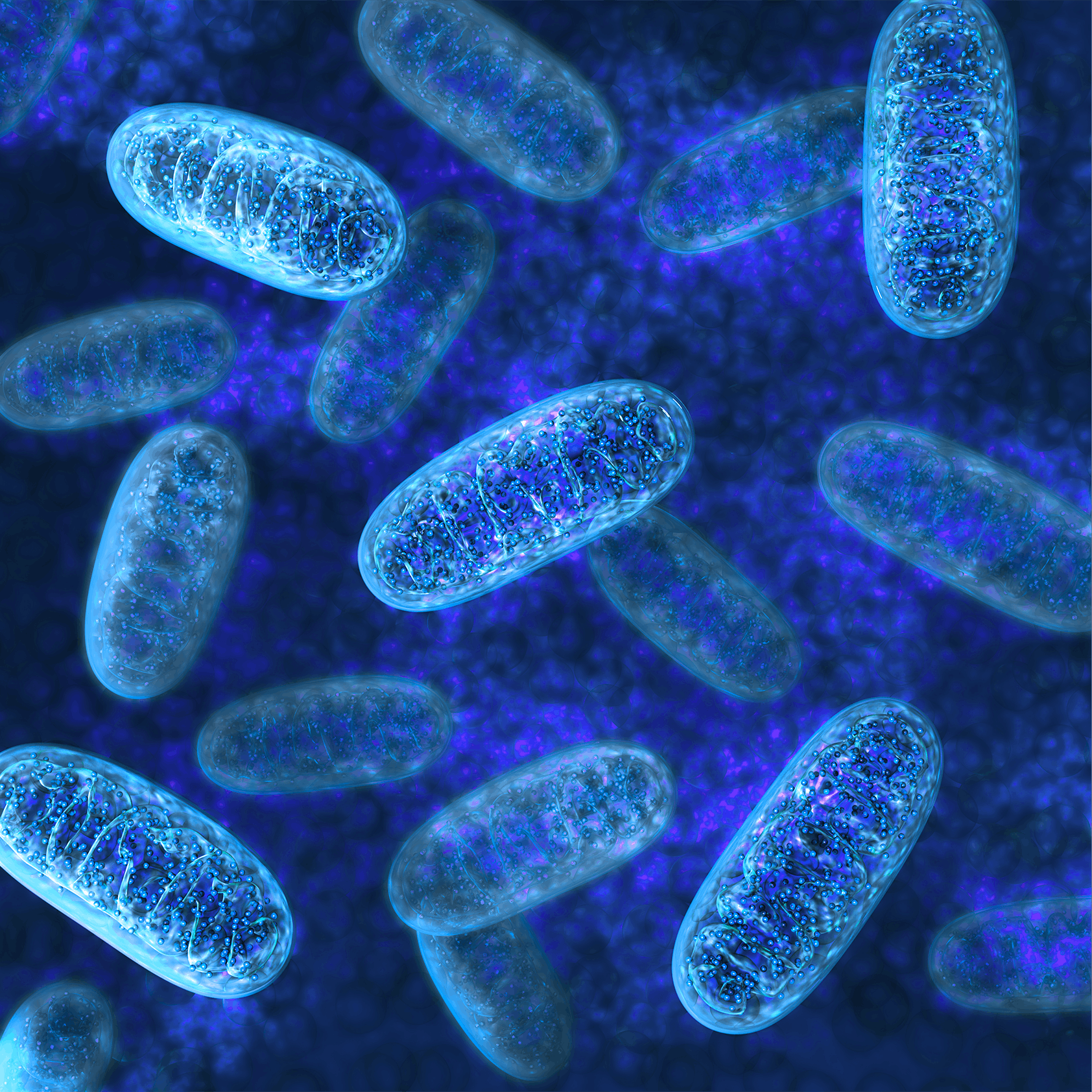 La dysfonction mitochondriale - Marqueurs cellulaires de l'âge 