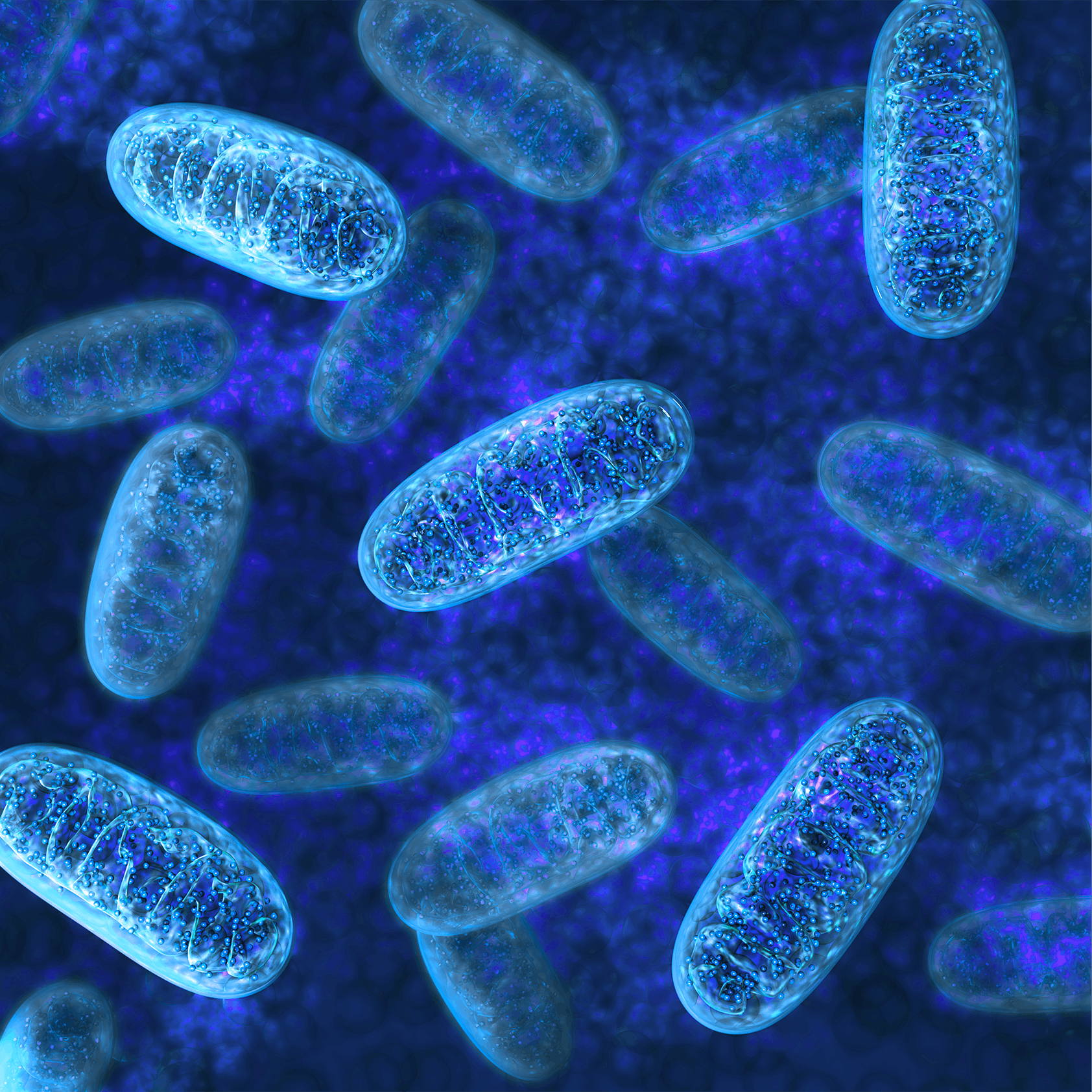 La dysfonction mitochondriale - Marqueurs cellulaires de l'âge