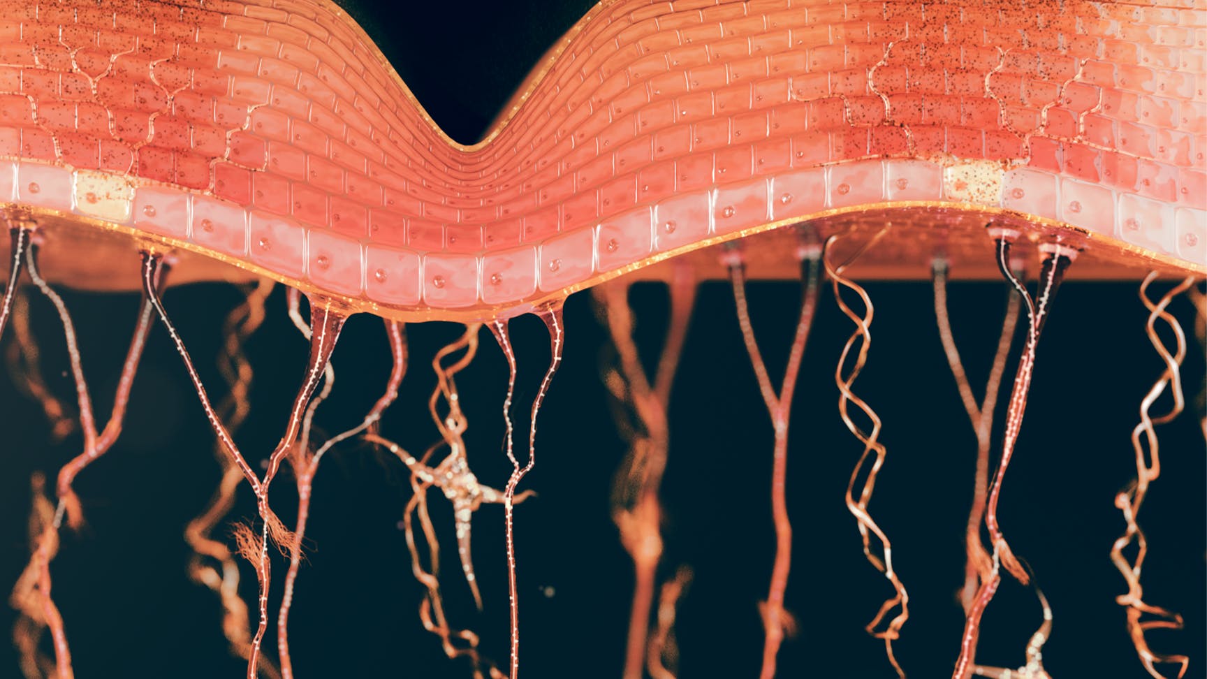 L'inflammation chronique - Marqueurs cellulaires de l'âge