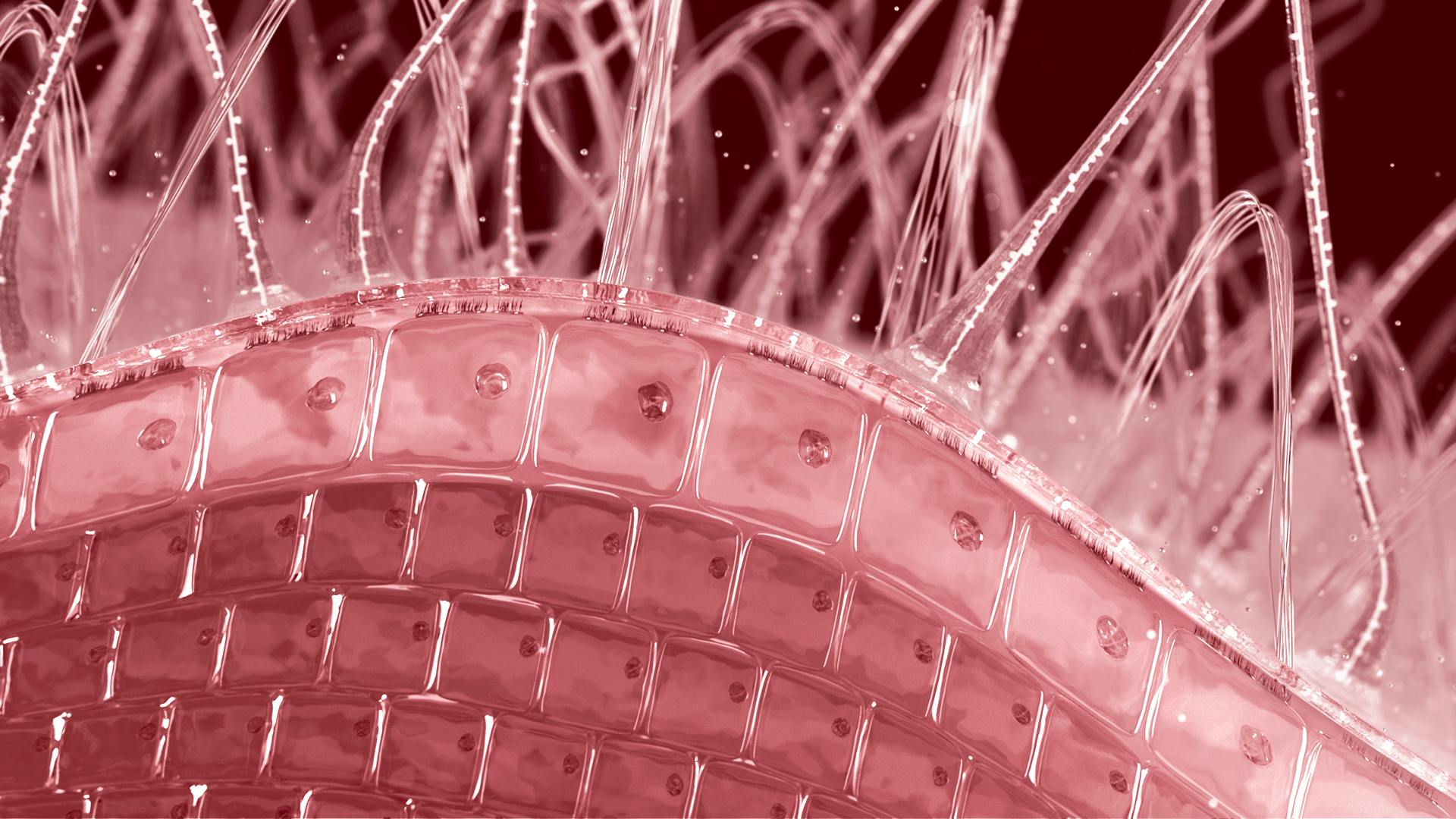 L'épuisement du stock des cellules souches - Marqueurs cellulaires de l'âge