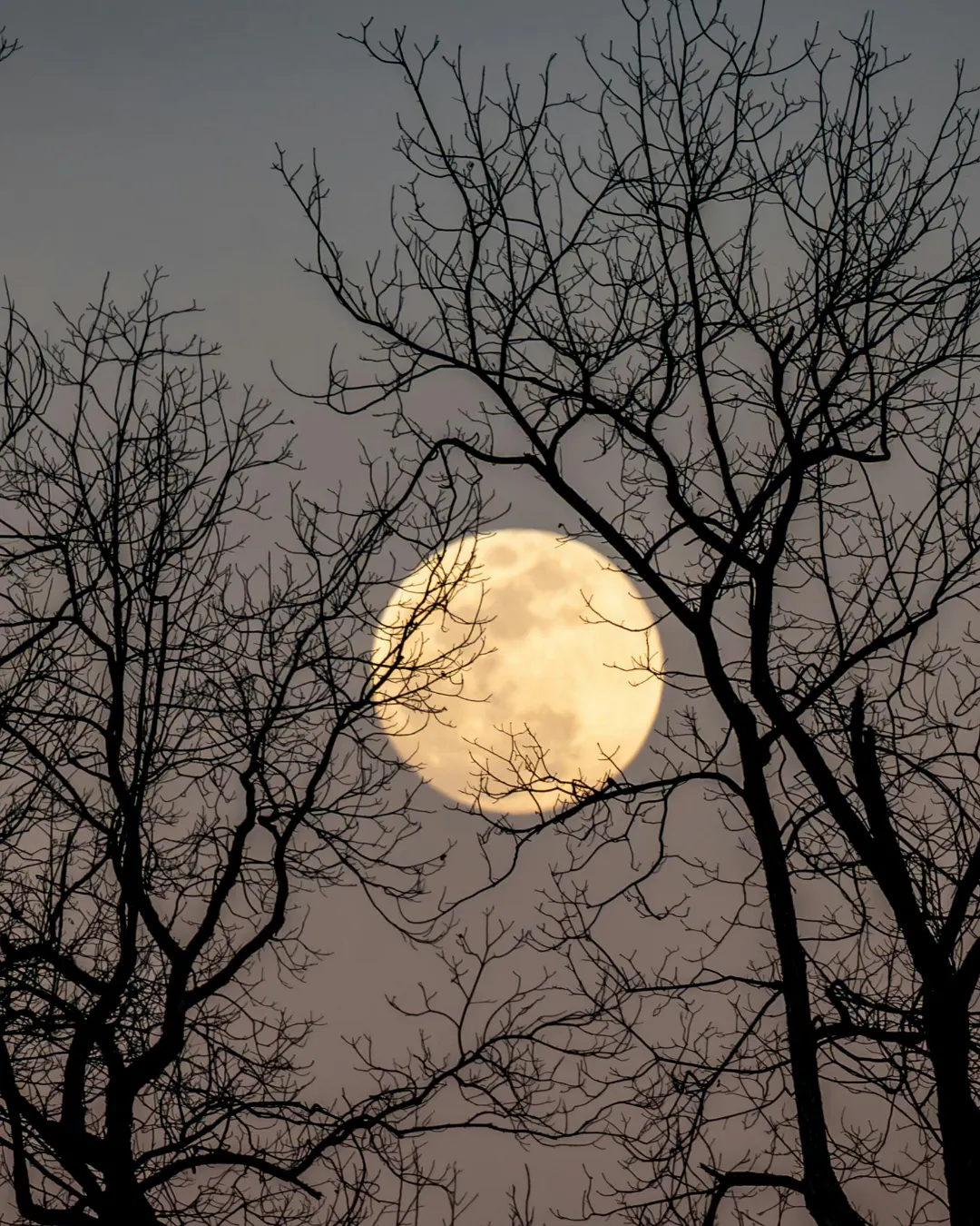Full moon behind trees