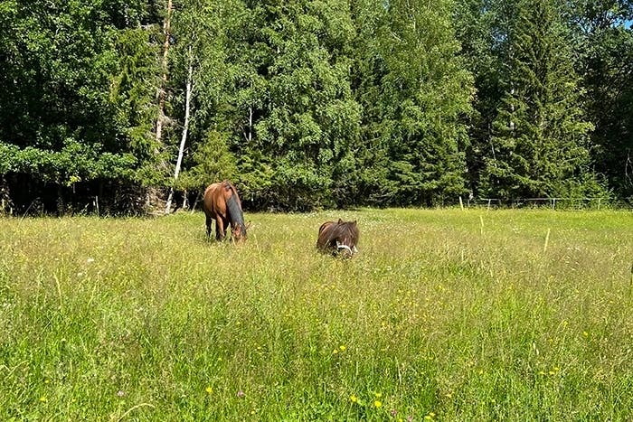 Fånga hästen i hagen