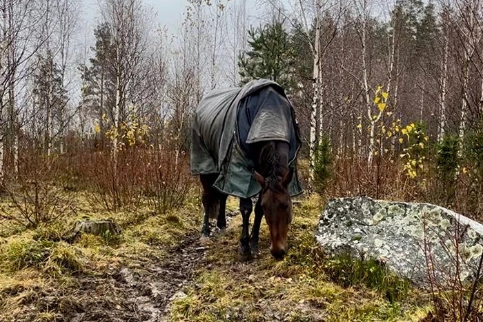 Lera i hagen