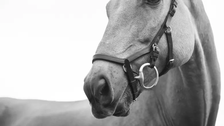A snaffle that is too long