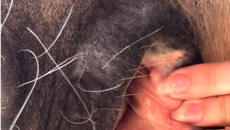 Equipment-related injury at the corner of a horse's mouth