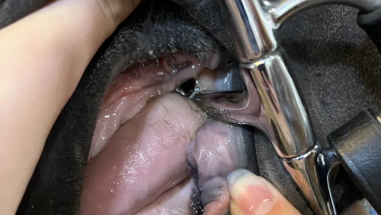 A bit in a horse's mouth, on a horse with a thick tongue