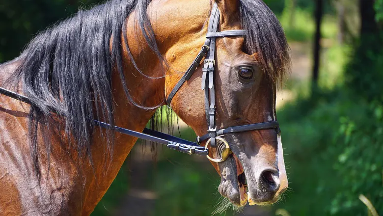 A horse gaping to escape the pressure of the bit