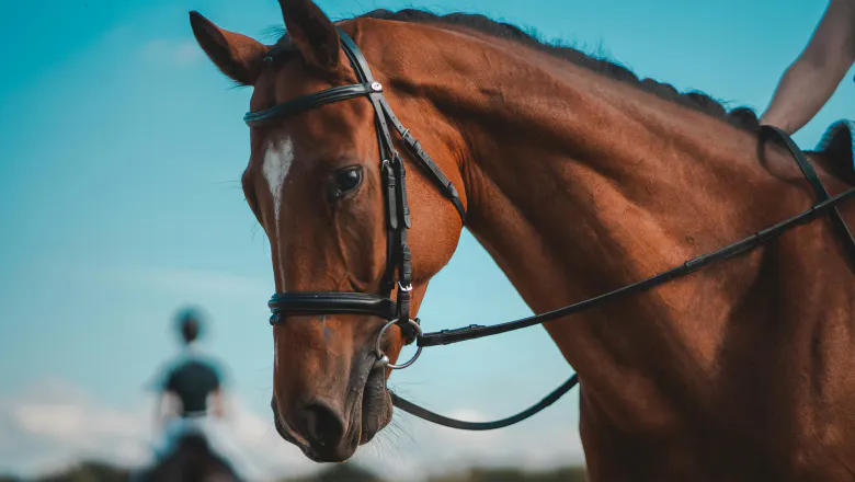 Horse being ridden in a bridle and bit