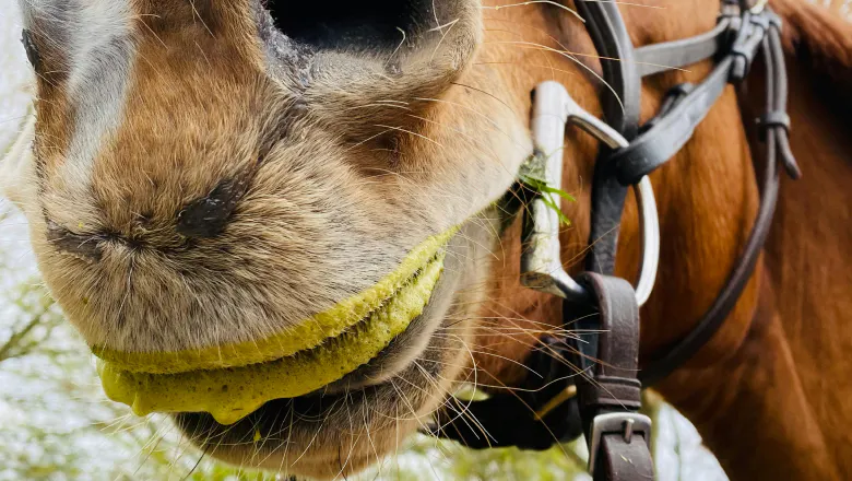 Horse's mouth with bit and foam