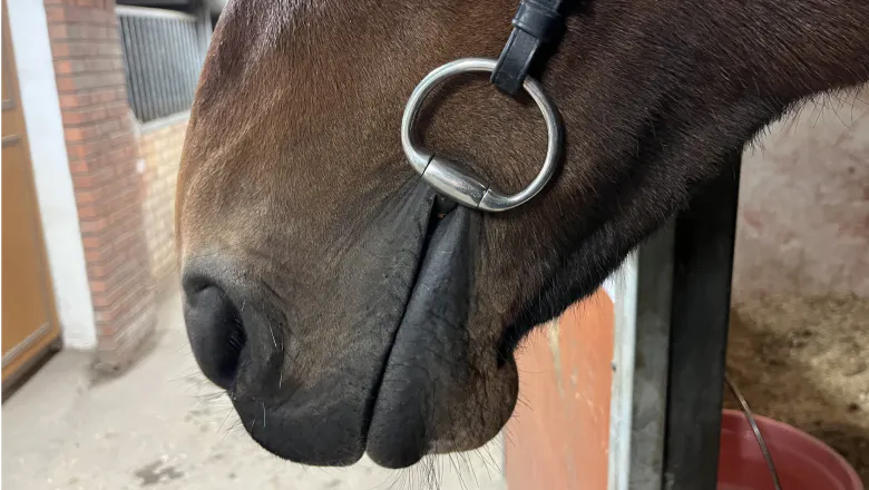 Bit too high in the horse's mouth