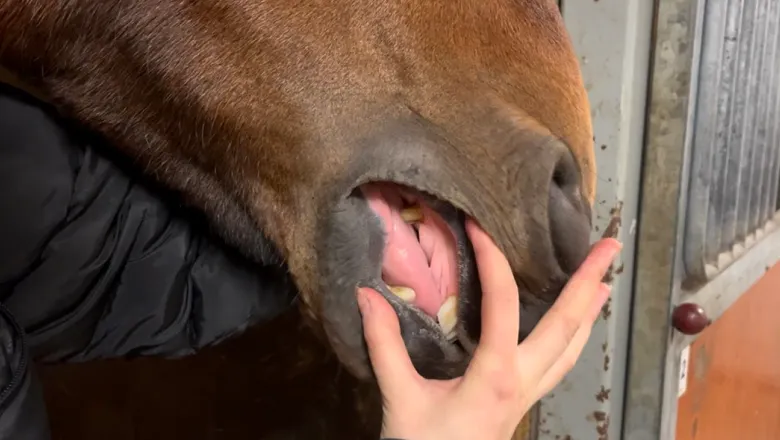 A horse's mouth from the side