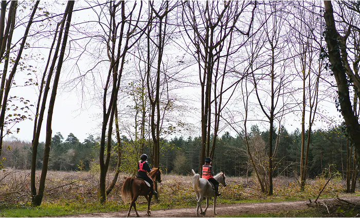 Mjukgörande och stärkande övningar i skogen
