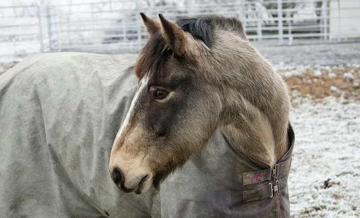 Hur fångar jag min ponny i hagen?