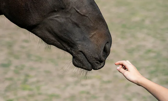 Ponny som biter och knuffar - hur hantera aggressivt beteende?