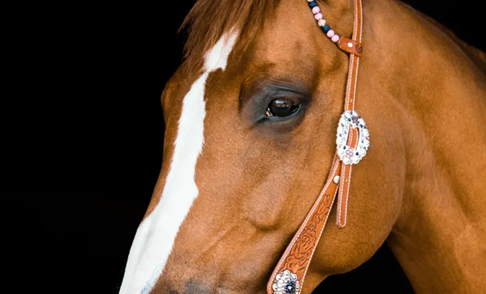 Hur tränar jag min quarterhorse att få längre steg i traven?