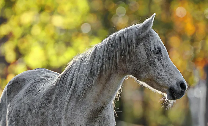 Cushings sjukdom (PPID) hos häst