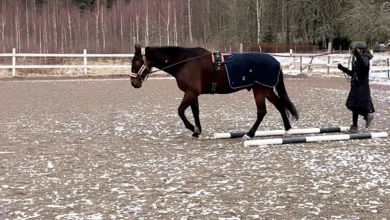 A horse wearing an exercise sheet
