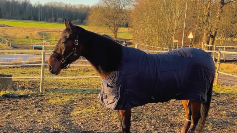 A horse wearing a liner