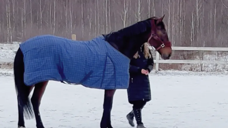 A horse wearing a stable rug