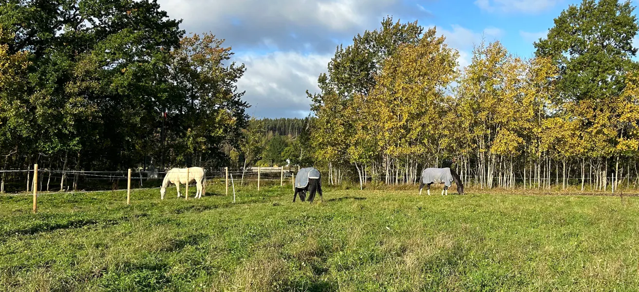 Olika typer av hästtäcken
