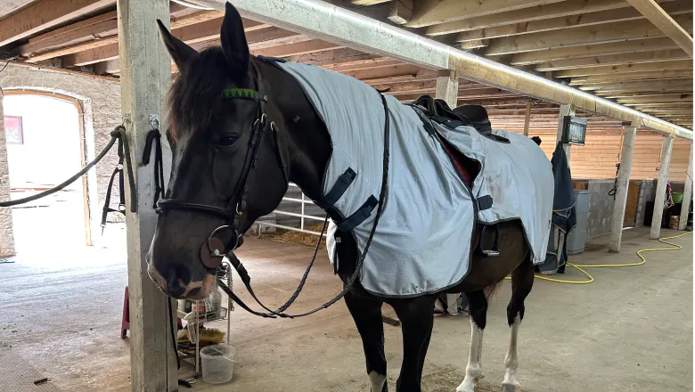 A horse wearing a fly rug for riding