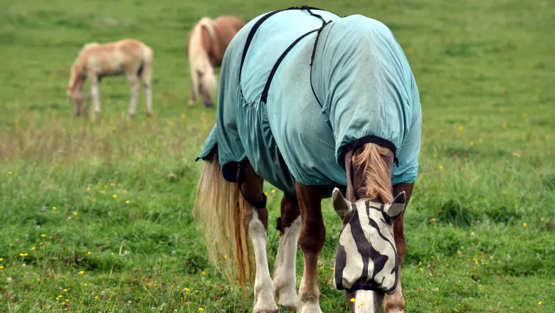 A horse wearing a sweet-itch rug and fly mask
