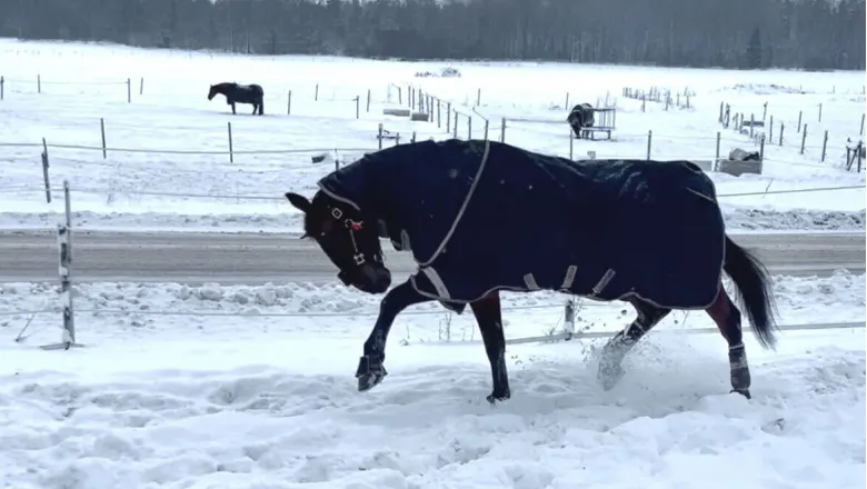 A winter rug with a neck cover