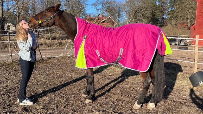 A horse wearing a rain rug