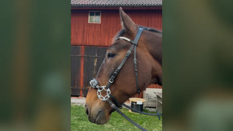 Hjulhackamore, LG-bridle, starwheel-hackamore