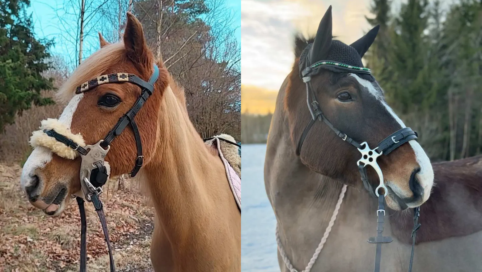 Hackamore, ponnyhackamore