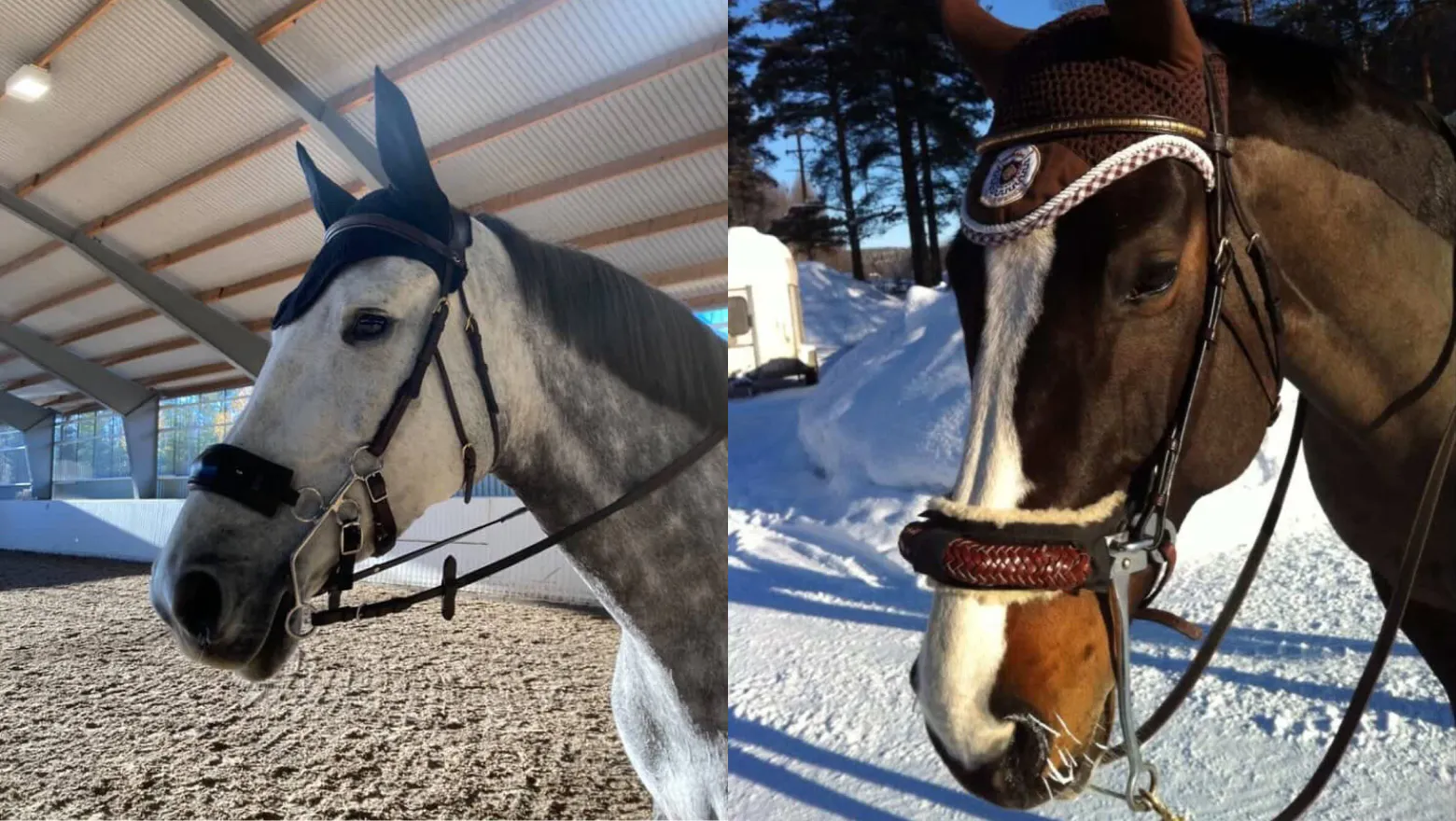 Hackamore med långa skänklar, mekaniskt hackamore, tyskt hackamore