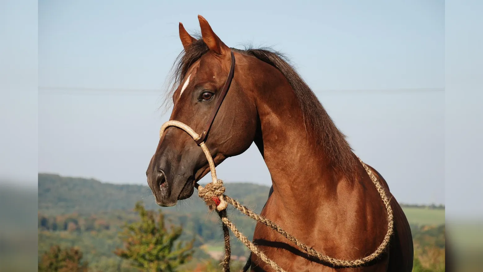 Bosal
