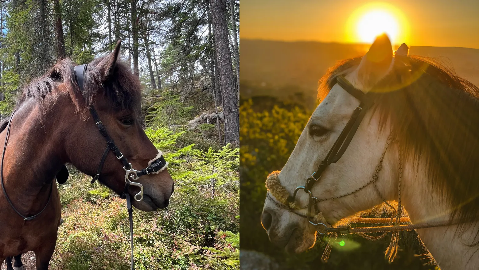 S-hackamore