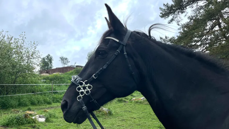Flowerhackamore