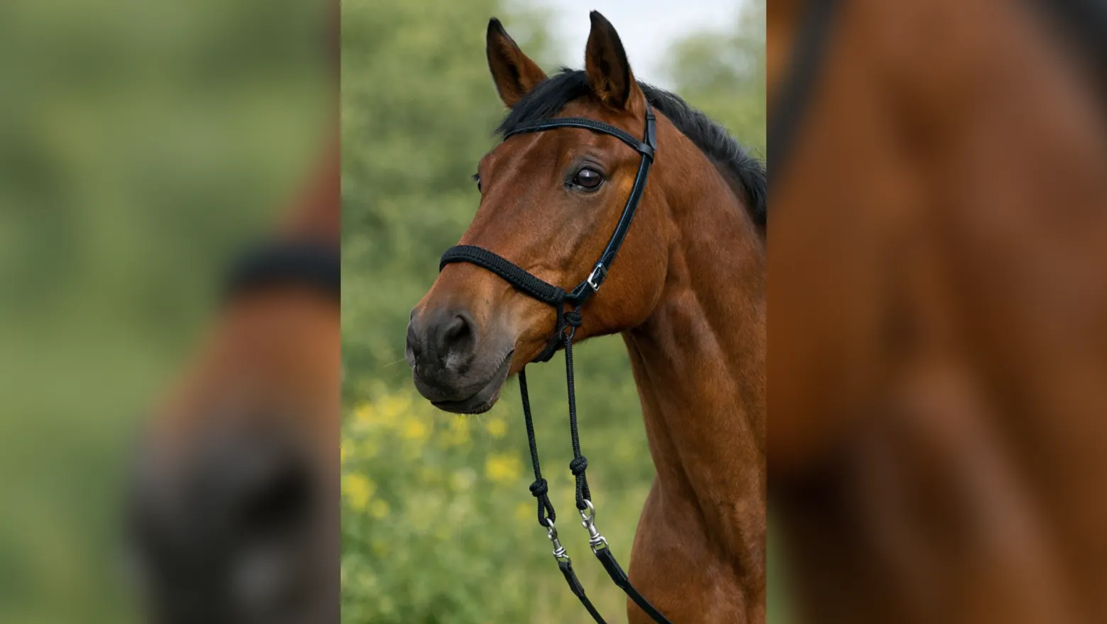 Indian hackamore, rep hackamore