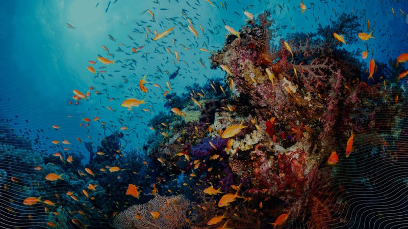 Fish swimming around a coral reef.